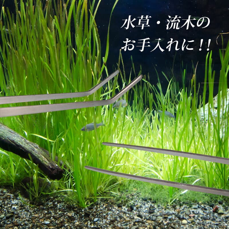 水槽用ピンセット 2本セット 超ロング 38cm ストレート カーブ ステンレス 丈夫 餌やり メンテナンス 長持ち ハーバリウム ピンセット ロング 水槽用 アクアリウム 水草 セッティング トリミング 熱帯魚 花 ドライ ブリザード フラワー インテリア エサやり 趣味 耐久性 thumbnail 3