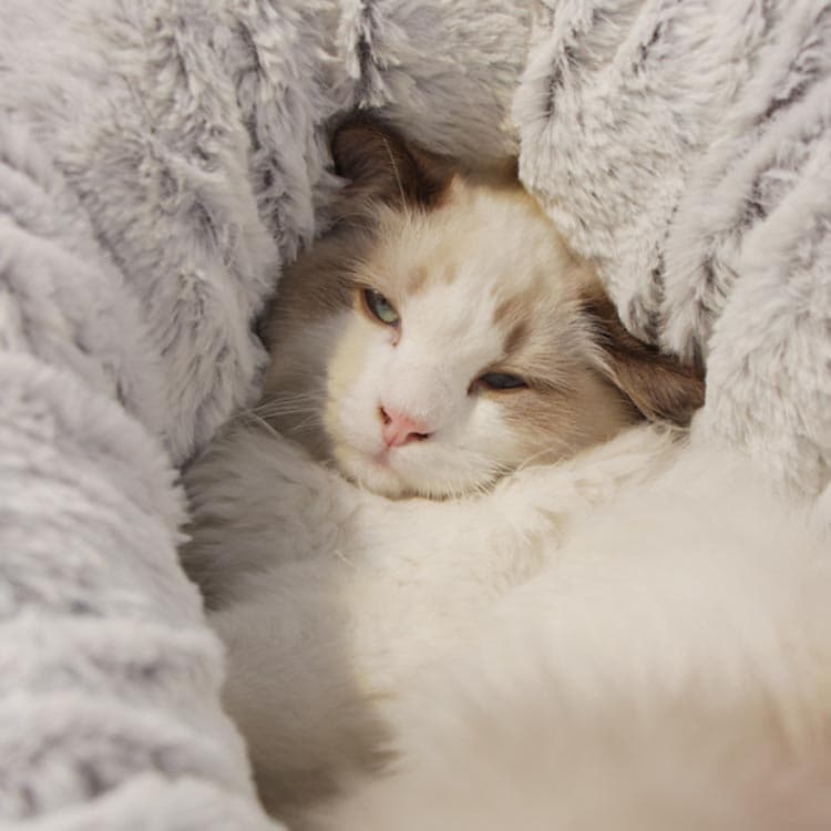 猫 お布団 ふわふわ クッション 犬 ベッド 洗える おしゃれ ペットベット 耐噛み 冬 ペット 暖かい 冬用 厚め 犬用 小型犬 猫用 かわいい ドーム型 寝袋 ふとん 猫ベッド 犬ベッド 猫のベッド ペットマット 猫 もこもこ 寝台 寝床 ペット用寝袋 両面兼用 寒さ対策 thumbnail 2