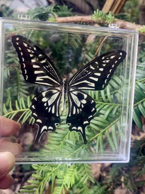 標本ケース 収納 ボックス 昆虫 蝶 貝殻 化石 夏休み 自由研究 アクセサリー ディスプレイ 展示 インテリア 蓋付き アクリル プラスチック シンプル 透明