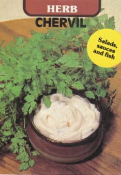 【藤田種子】チャービル（セルフィーユ）CHERVILハーブ種