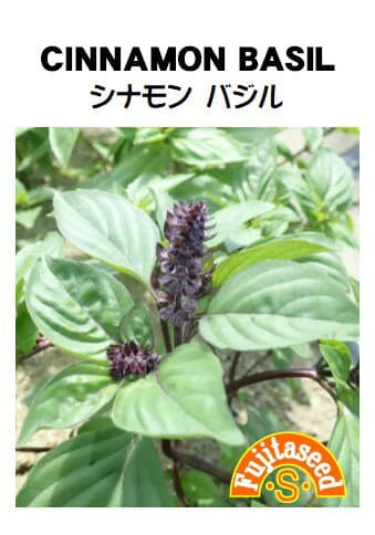 【藤田種子】シナモンバジルCINNAMON BASILハーブ種