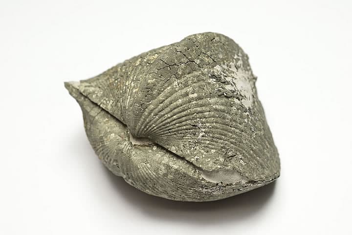 パイライト化パラスピリファー化石 Paraspirifer オハイオ州産