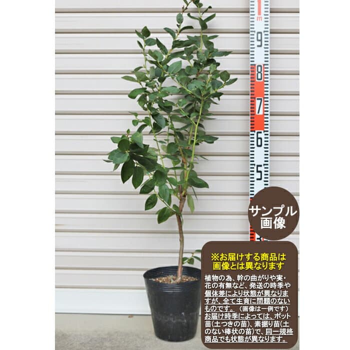 【アーリーブルー】3年生苗 6号ポットノーザンハイブッシュ系・ブルーベリー[果樹苗木]