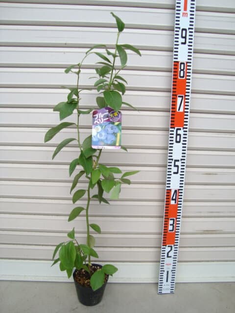 【バークレー】苗ハイブッシュ系・ブルーベリー[果樹苗木]