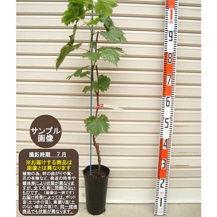 【ケルナー】ウイルスフリー接木苗ブドウ[果樹苗木・葡萄・ぶどう]
