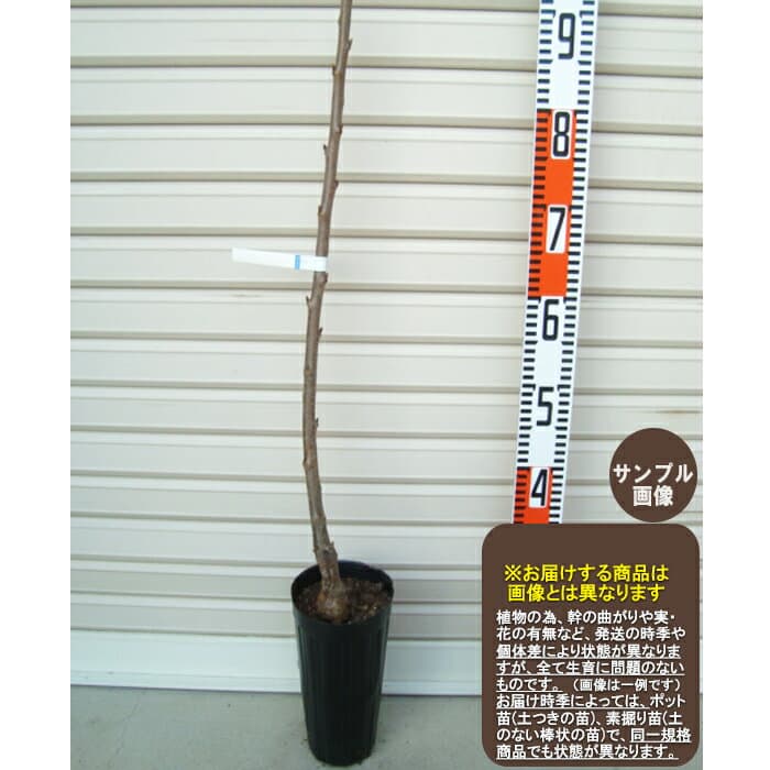 【今村秋】1年生接木苗ナシ※納期指定：発送予定2026年3月中旬以降順次または通常発送※[果樹苗木・梨・なし]