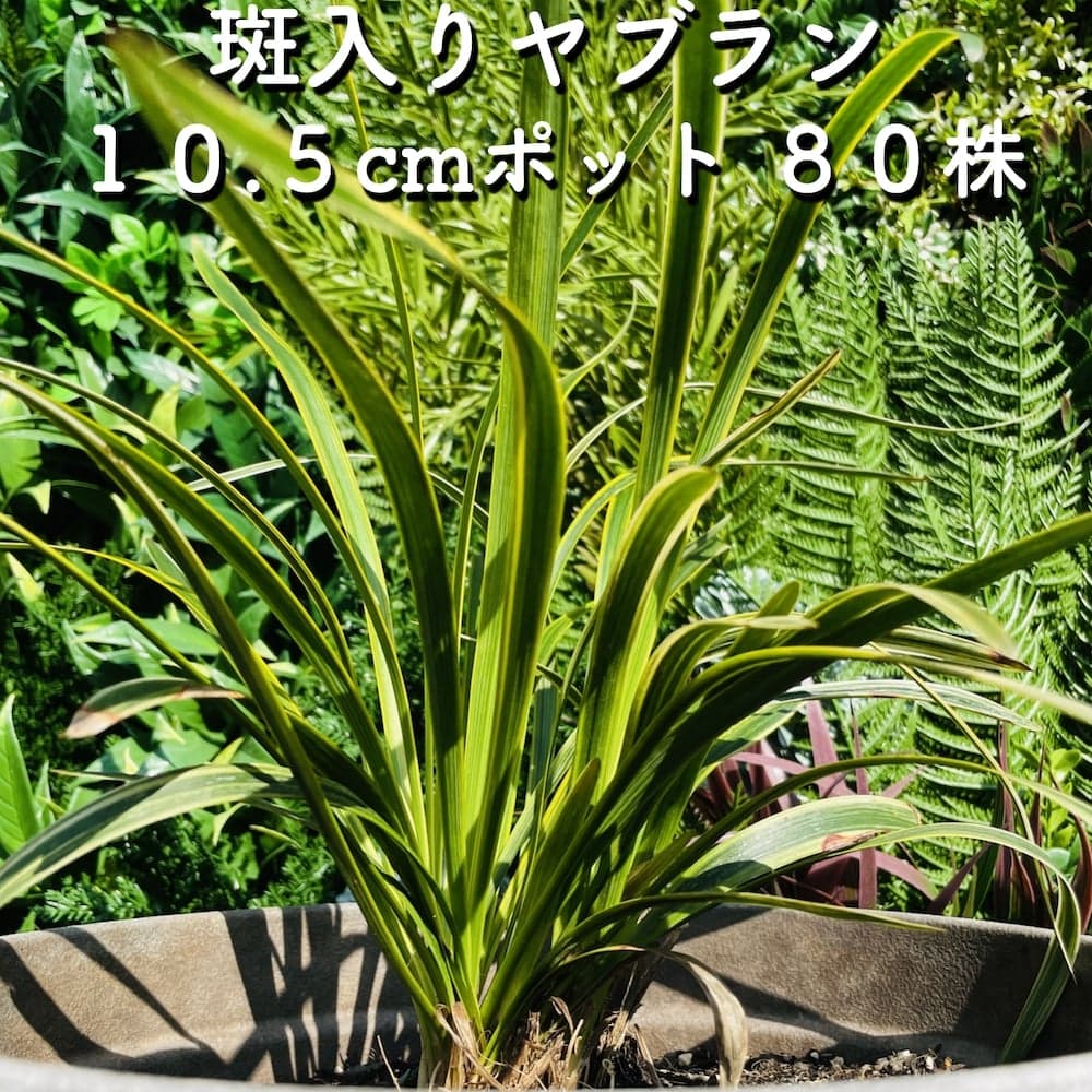斑入りヤブラン 10.5cmポット苗 80株 やぶらん フイリヤブラン 藪蘭 苗木 植木 苗 庭木 生け垣 下草 グランドカバー 送料無料