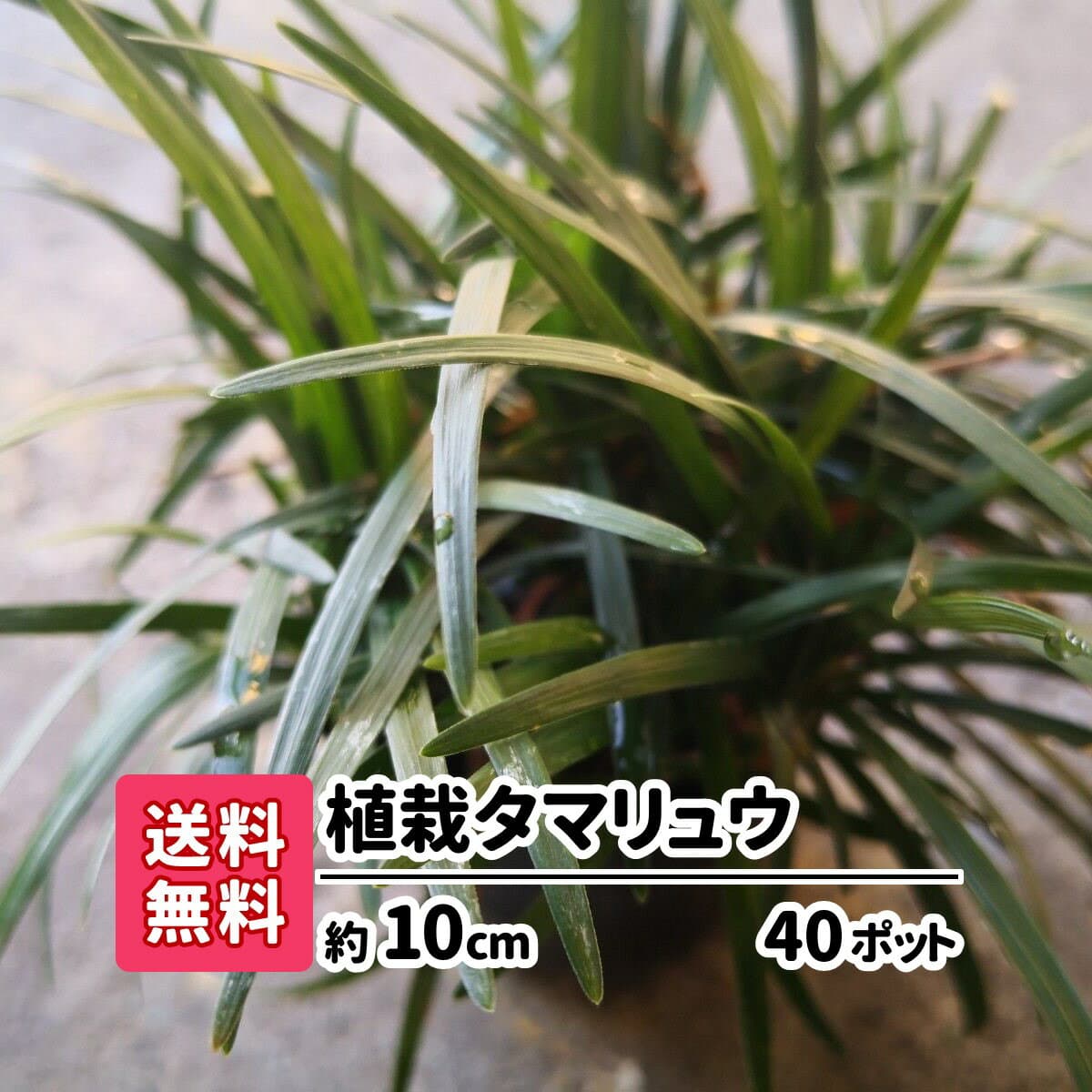 【送料無料】植栽タマリュウ 40ポット グランドカバー アプローチ 玄関回り 庭園 坪庭 駐車場 雑草対策 ガーデニング 観葉植物 花苗 スリット 目地 コンクリート