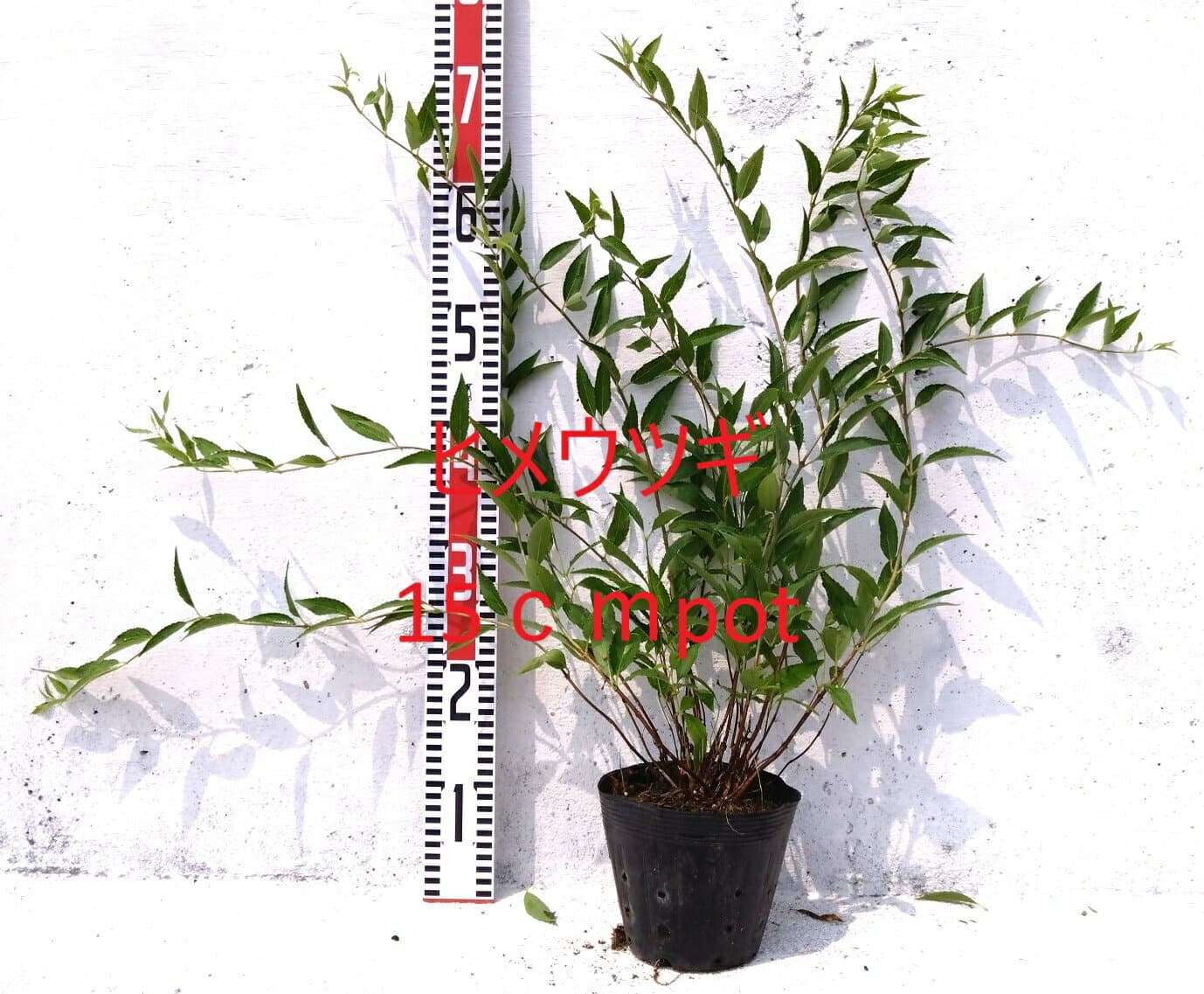 ヒメウツギ　1ポット　大きな　15cmpot 　姫空木　白い純白の花　苗　ガーデニング　寄せ植え　垣根　生垣　ボーダーライン