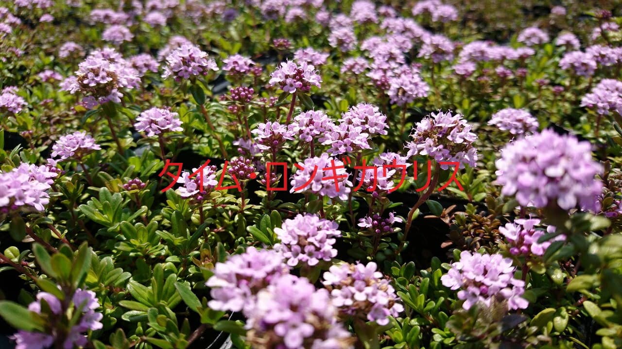 タイム　ロンギカウリス　20ポットセット　ハーブの仲間　緑の絨毯　病害虫に強く育てやすい　苗