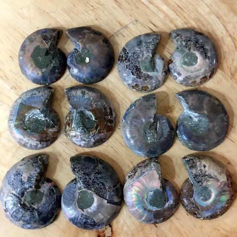 化石 巻貝 アンモナイト アンモライト 天然素材 スライス ペンダントトップ 遊色効果 虹色光沢 神秘的 美しい コレクション 鑑賞用 自然の造形