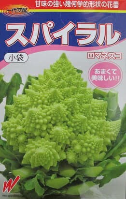 カリフラワー種　スパイラルカリフラワー　渡辺農事のカリフラワー品種です。