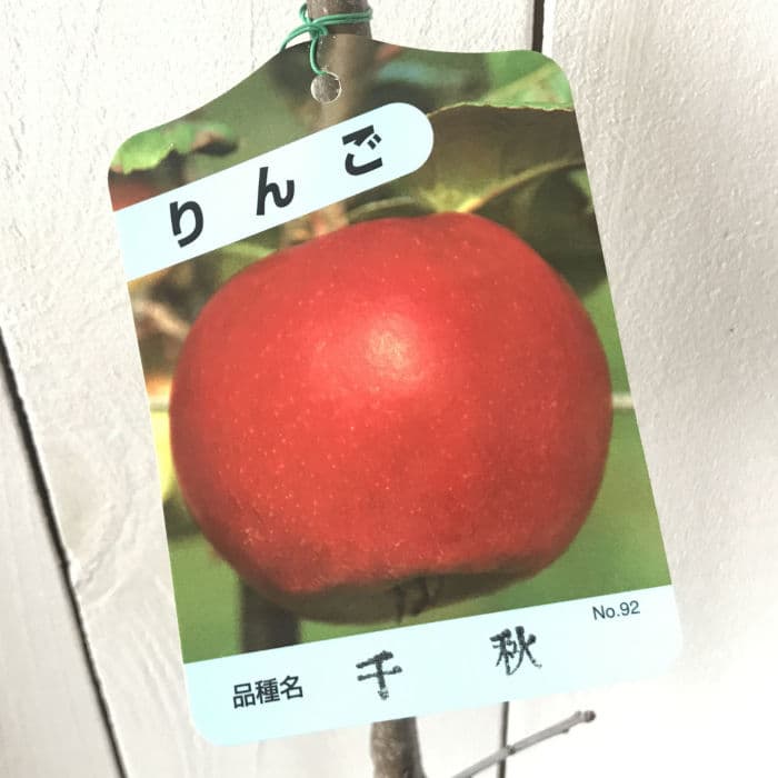 リンゴ 苗木 千秋 12cmポット苗 せんしゅう りんご 苗 林檎 gv