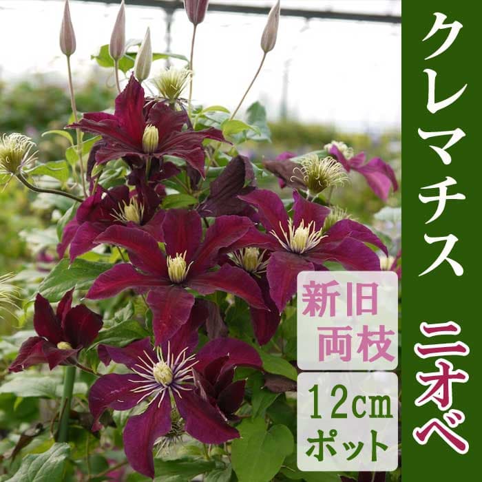 クレマチス ニオベ 12cm苗 赤 【ジャックマニー系・新旧両枝咲き】四季咲き 大輪 clematis レッド
