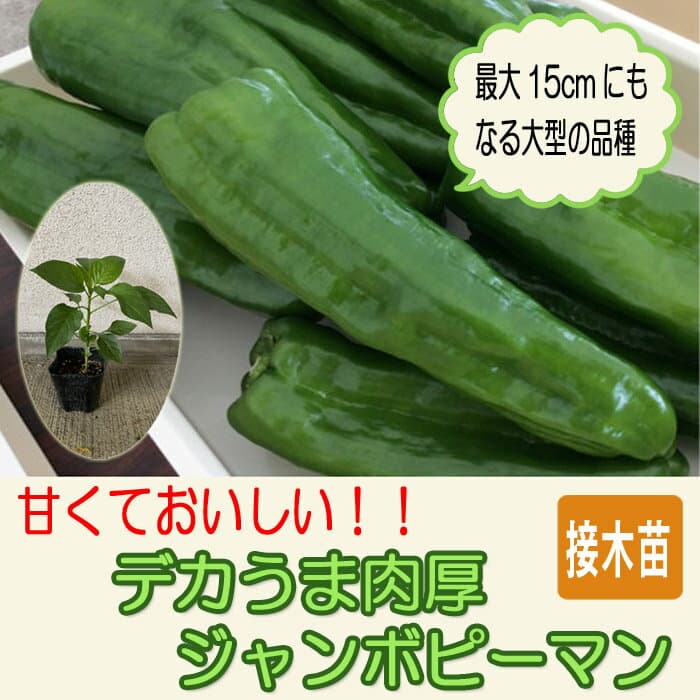 【予約・早割】接木 野菜 苗 デカうま肉厚 ジャンボピーマン 9cmポット やさい ピーマン 家庭菜園 ガーデニング【4月後半より順次発送】