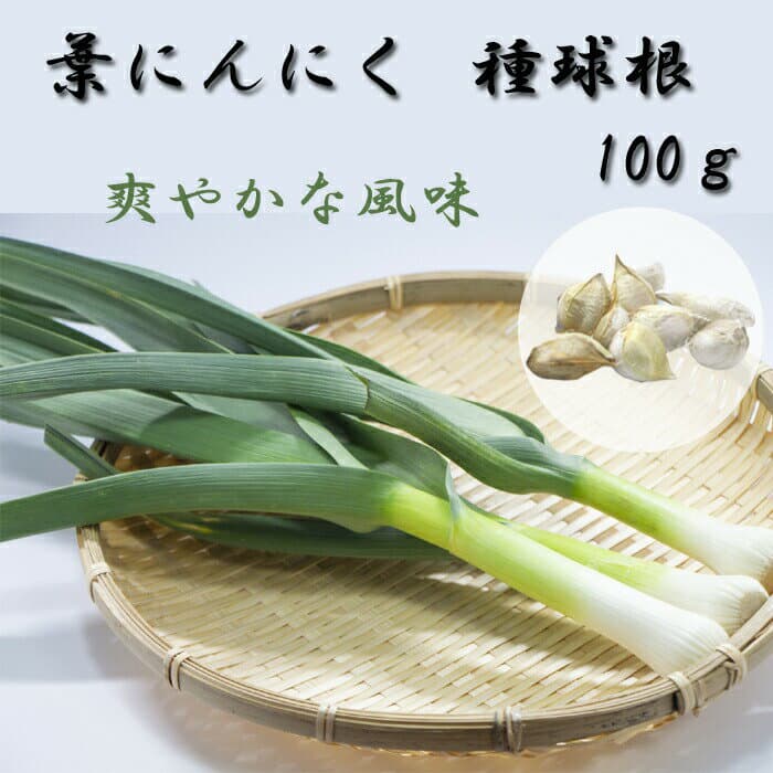 【予約・早割】【 葉にんにく 国産 種球根 100g】 春植え 種 ニンニク 大蒜 にんにく 野菜 ガーリック garlic 家庭菜園 花の大和 【3月上旬より順次発送】