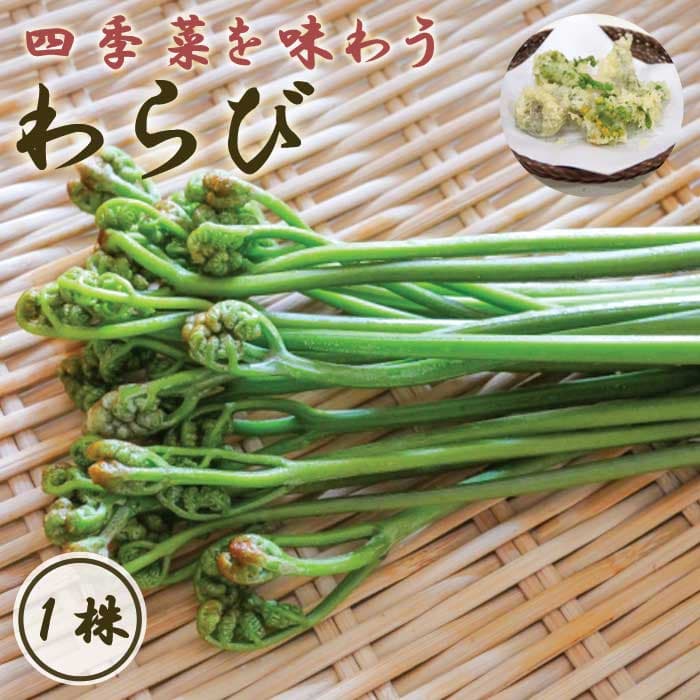 【予約】わらび 1株 種株 種球根 家庭菜園 ワラビ 蕨 山菜 野菜 花の大和【2月中旬より順次発送】