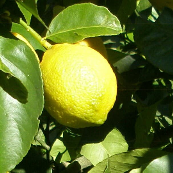 【送料無料】【10本セット】 レモン アレンユーレカ 樹高0.6m前後 15cmポット れもん 檸檬 接木苗 苗 植木 苗木 庭 果樹苗 果樹 木 柑橘