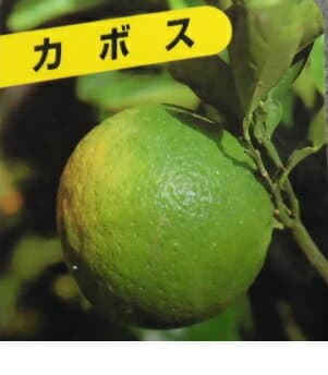 【送料無料】【15本セット】 カボス 樹高0.4m前後 15cmポット かぼす 臭橙 香母酢 接木苗 苗 植木 苗木 庭 果樹苗 果樹 木 柑橘