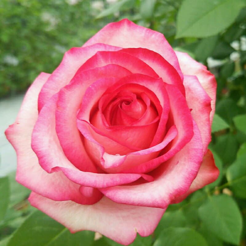 【水谷農園】 バラ苗 2年大株苗 サンゴ 大輪 4号鉢 カップ咲き 初心者へオススメ