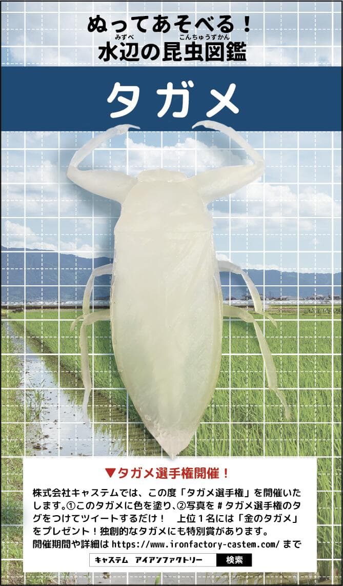 タガメ 昆虫 虫 リアル 小学生 自由研究 夏休み 工作 おもしろグッズ かっこいい 塗り絵 絶滅危惧種 フィギュア インテリア 置物 デスク