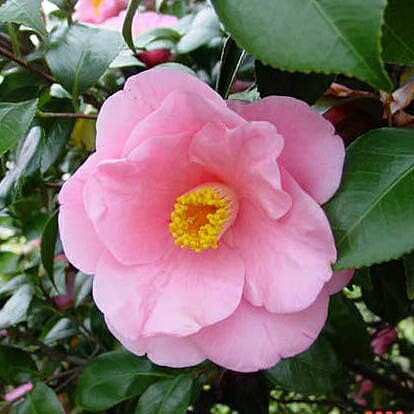 椿 苗　福娘(B) 3年生挿木苗 4号　（長期化成肥料付）【半日陰〜好日性植物】【椿苗 ツバキ】【植木 庭木】【樹木 花木】【茶花】【椿 苗木】