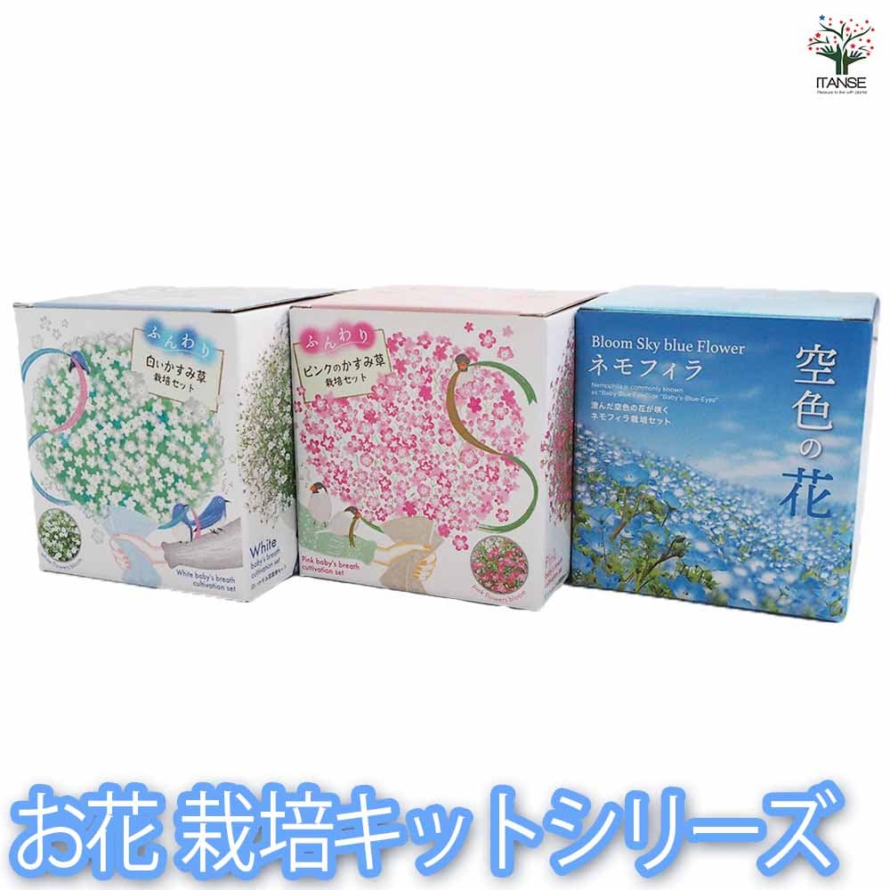 【ポイントUP★マラソン期間】栽培セット お花シリーズ ネモフィラ ふんわりかすみ草 簡単キット 栽培キット お手軽ガーデニング 園芸 育てる 育て方 送料無料 即納
