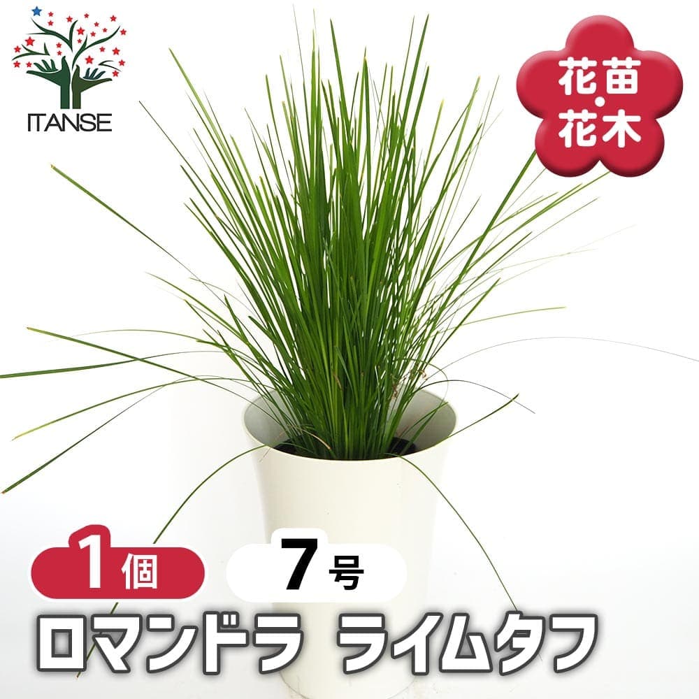 【ポイントUP★マラソン期間】 ロマンドラ ライムタフ 【 花木苗 7号／1個売り 】 シンボルツリー 記念樹 花木 苗 苗木 花の苗 庭植え 地植え 鉢植え ベランダ ガーデニング 花壇 庭園 プレゼント お祝い