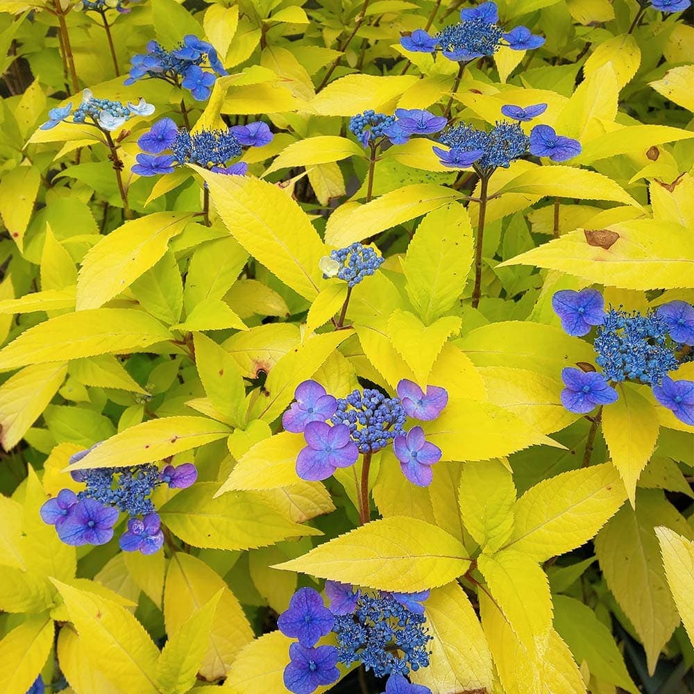 【ポイントUP★マラソン期間】 ヤマアジサイ 黄金篤姫 【 花木苗 3号 】 花木 花木の苗 花の苗 山アジサイ 山紫陽花 沢紫陽花