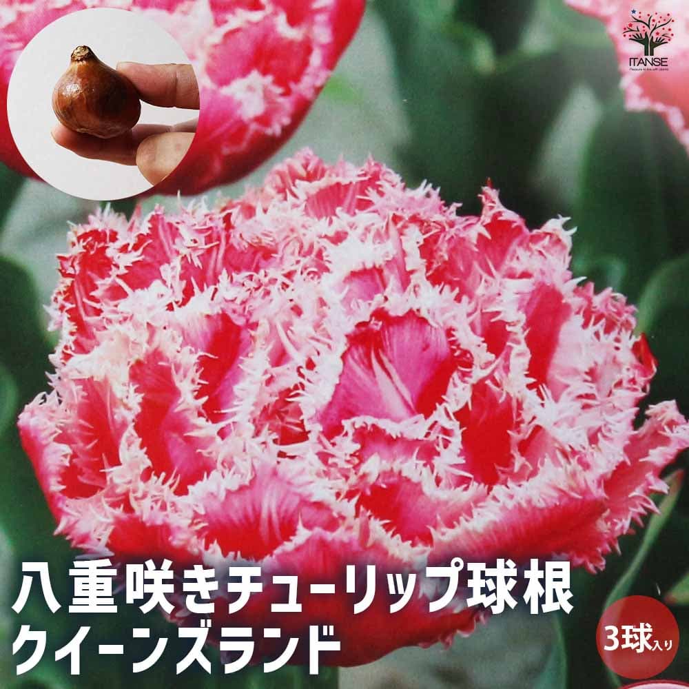 【ポイントUP★マラソン期間】球根 八重咲きチューリップ クイーンズランド 花球根 お買い得3球セット 花球根 球根の花 鉢植え 地植え ガーデニング 送料無料 即納