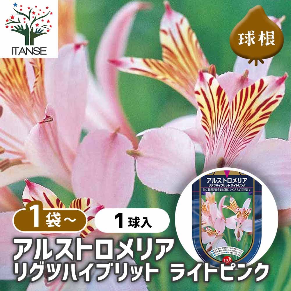 【ポイントUP★マラソン期間】 球根 アルストロメリア リグツハイブリット ライトピンク 【 花球根 1球 】 フラワーアレンジ 花束 花 花球根 球根植物 きゅうこん キュウコン ガーデニング 植物 栽培 庭 庭植え 地植え