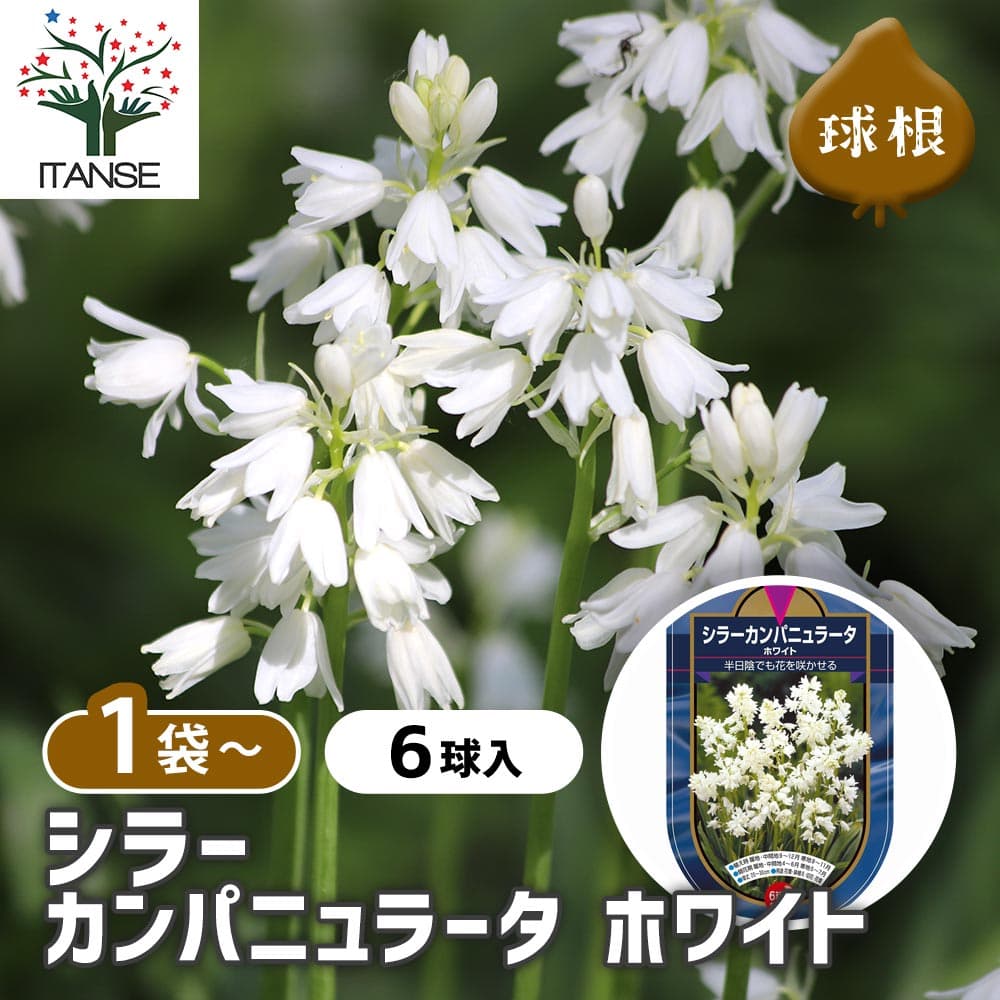 【ポイントUP★マラソン期間】 球根 シラー カンパニュラータ ホワイト 【 花球根 6球 】 花球根 球根の花 鉢植え 地植え ガーデニング