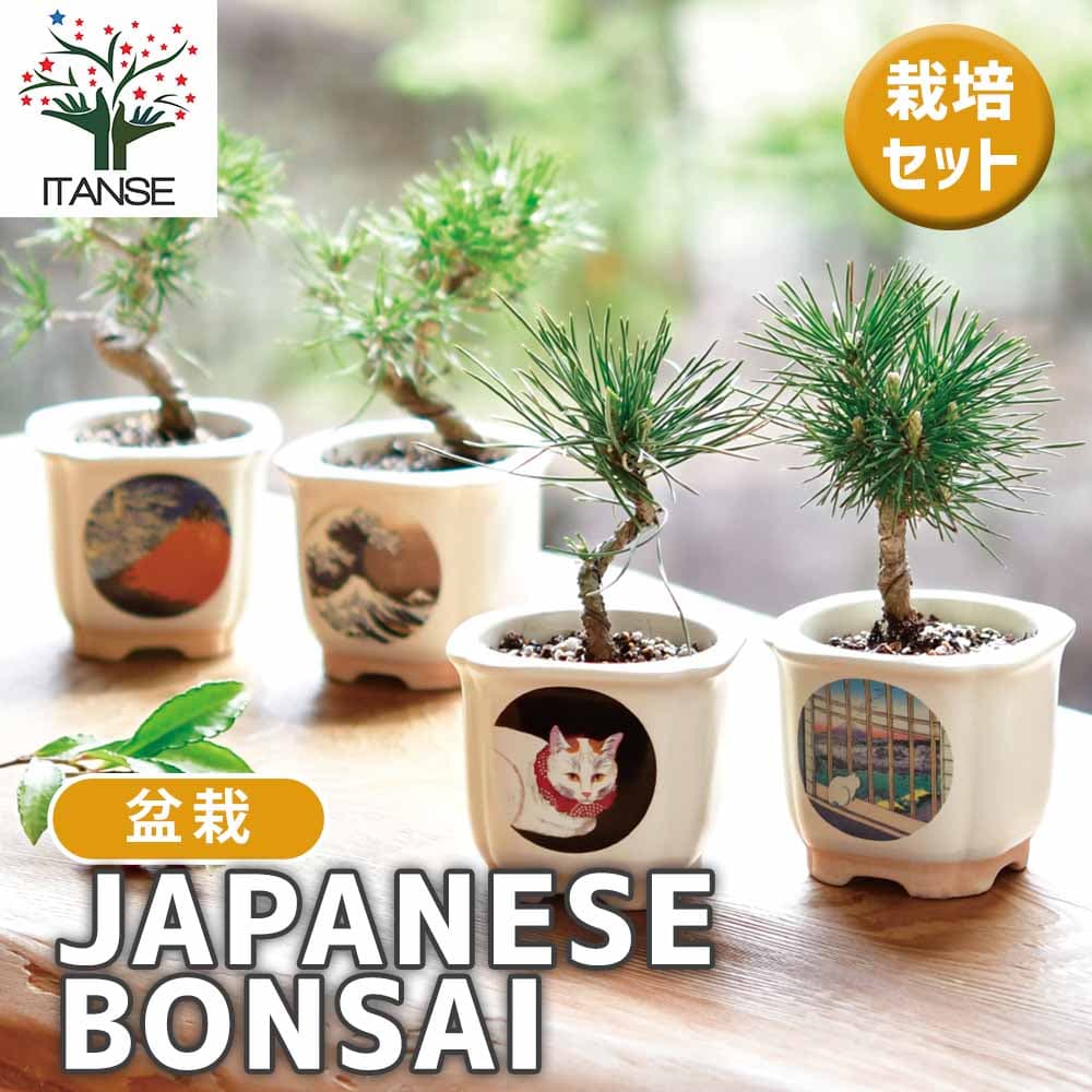 【ポイントUP★マラソン期間】 栽培セット JAPANESE BONSAI 簡単キット 栽培キット お手軽ガーデニング