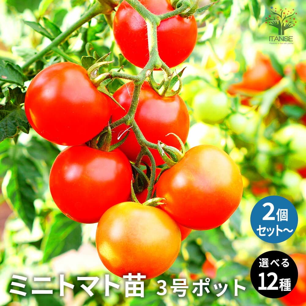 【ポイントUP★マラソン期間】ミニトマト 苗 3号 2個〜16個 すずなりトマト トマト大王 プチぷよ フルーツミニトマト アイコ プリンセスアイコ チョコアイコ ドルチェレッド ドルチェイエロー ほれまる 茶ゼブラトマト ベロニカ トマト 野菜苗 家庭菜園 送料無料 即納