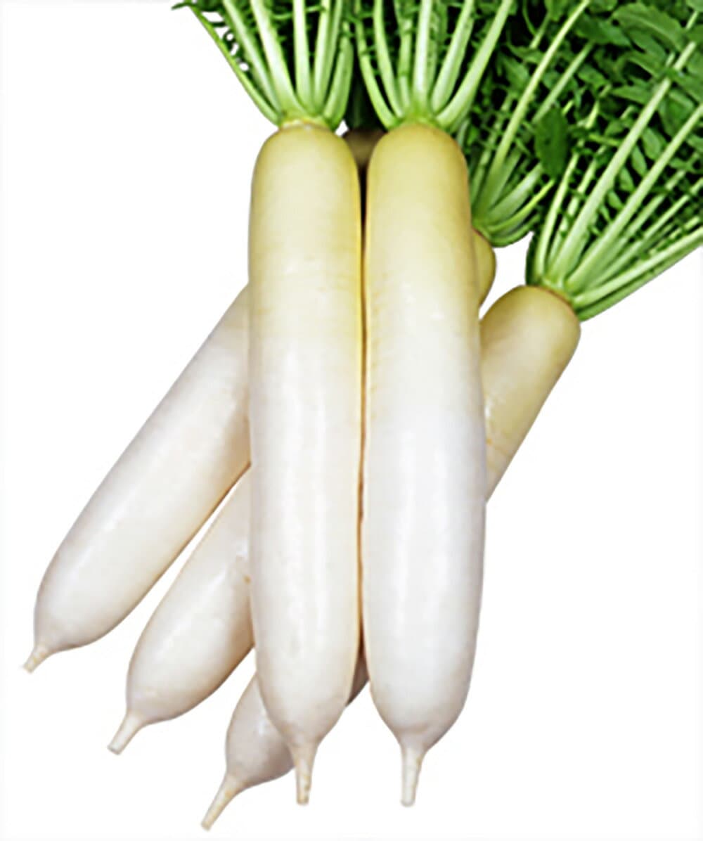 冬の極み コート5000粒 大根 ダイコン だいこん 宇治交配 【丸種 種 たね タネ】【通常5倍 5のつく日はポイント10倍対象外商品ポイント3倍固定商品】