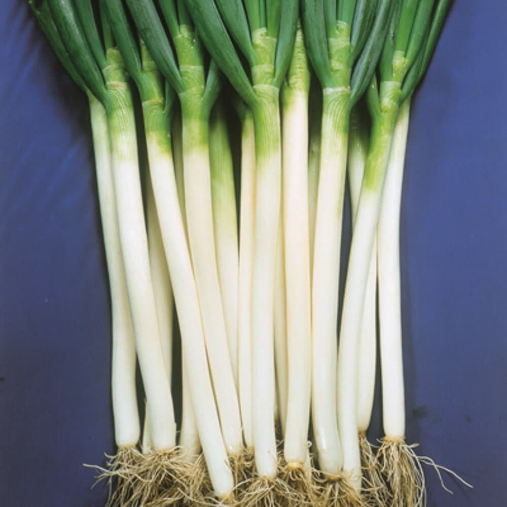 夏洲一本太葱 2dl 葱 ネギ ねぎ 中原採種場 【中原採種場 種 たね タネ 】【通常5倍 5のつく日はポイント10倍】