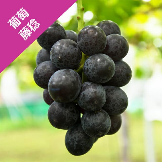 【ブドウ属】藤稔（接ぎ木苗）4号LLポット