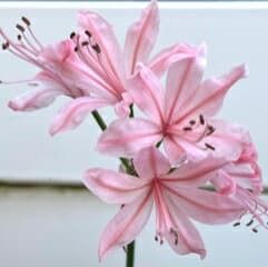 ネリネ サルニエンシス ペールピンク