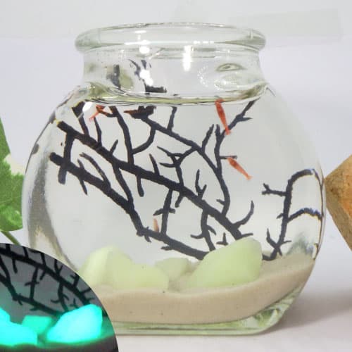 大瓶 光る石入りピクシーシュリンプ　熱帯魚 シュリンプ セット 飼育セット アクアリウム エビ インテリア 観賞インテリア 手軽 初心者 癒し 癒しグッズ 癒し用品 癒しインテリア かわいい おしゃれ 部屋 卓上 観賞用 プレゼント ギフト 贈り物