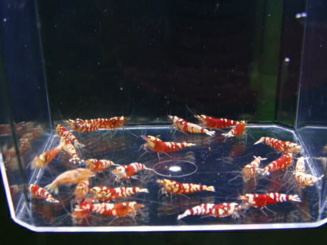 初めてのレッドファンシー　5匹＋α