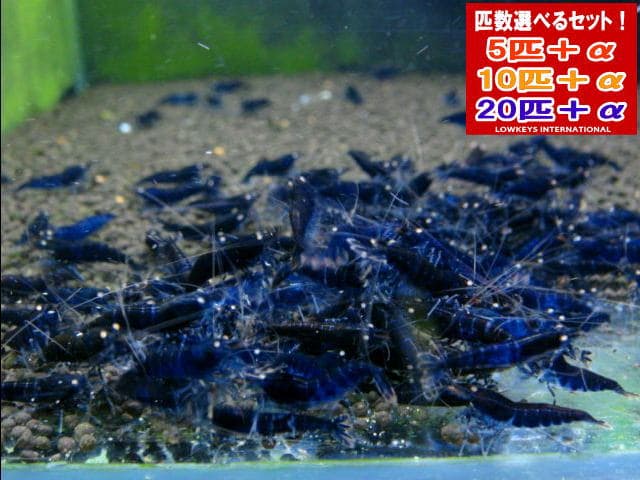 ブラックダイヤ 　5匹＋α