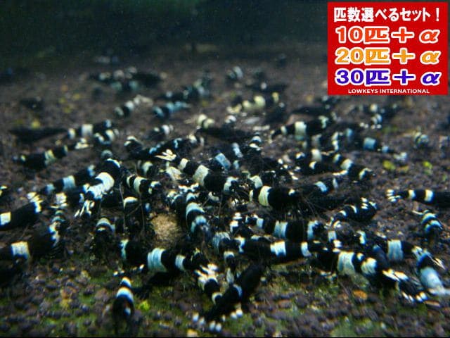 ブラックシャドー　10匹＋α