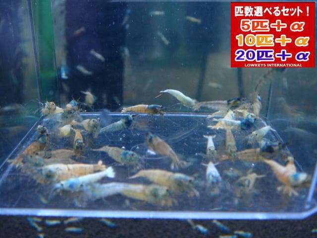 ターコイズ　選別外　5匹＋α