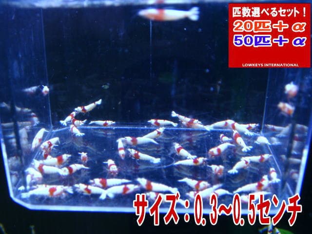 レッドビーモスラ　小さめモスラ　PRL　50匹＋α　ローキーズ