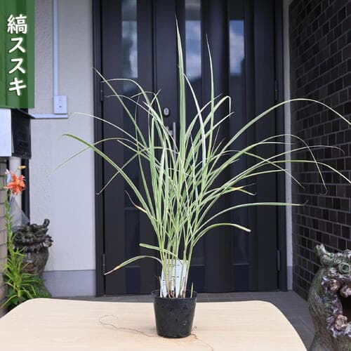 2026年NEW 縞ススキ ポット苗 山野草 多年草 しますすき 縞薄 縞芒 和風 ガーデン 環境配慮型ガーデン