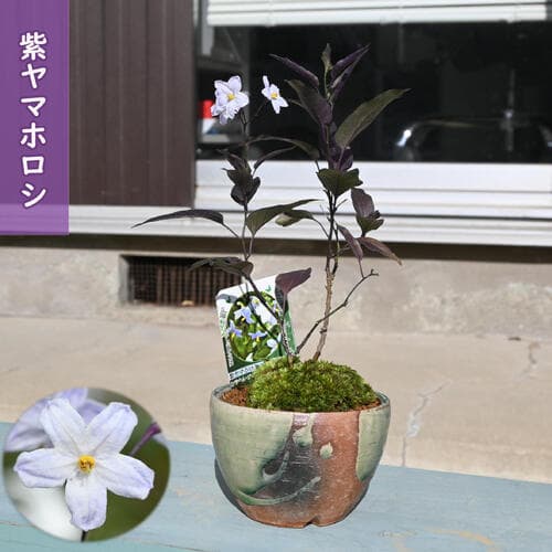 紫ヤマホロシ ミニ盆栽 鉢植え 山野草 多年草 山白英 ツルハナナス　蔓花茄子 別名 ソラナム・ジャスミノデス