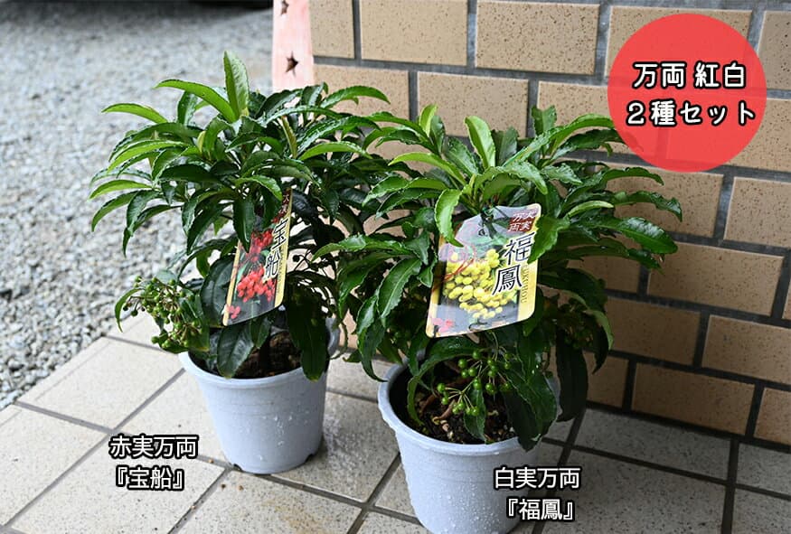 2025年おめでたい縁起の良い樹赤い万両白い万両2月頃まで実付き確認のお届け万両おめでたい紅白セット万両　紅白2種セット大実万両「宝船」白実万両「福鳳」縁起物紅白寄せ植え