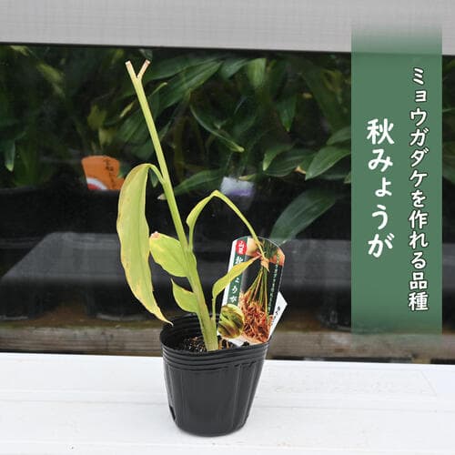 2024年NEW 秋ミョウガ ポット苗 宿根草アキ 茗荷 ミョウガダケ みょうが みょうがたけ 宿根草