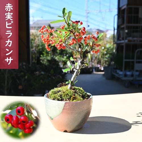2026年実物盆栽　ピラカンサ 赤実 鉢植え 盆栽仕立て トキワサンザシ ピラカンサス