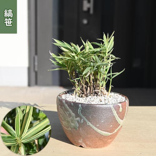 2026年NEW 縞笹 盆栽 ササ